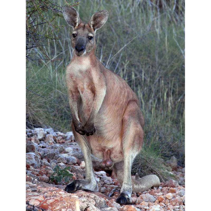Macropus parryi