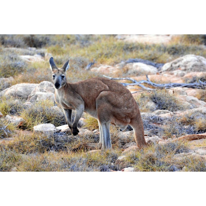 Macropus giganteus