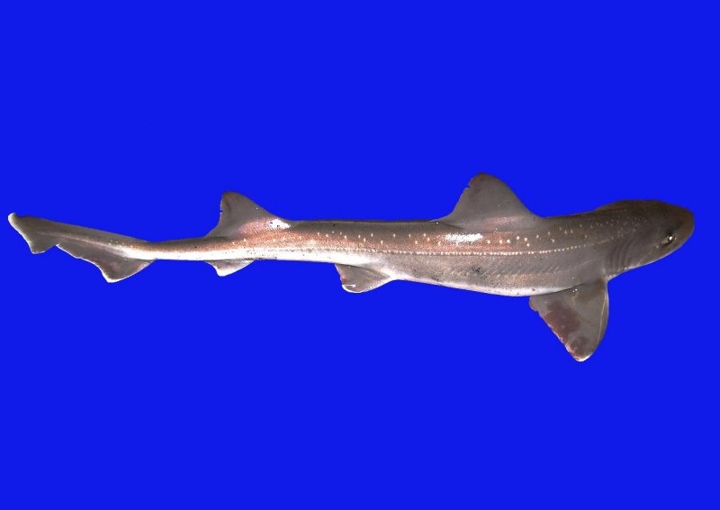Etmopterus perryi
