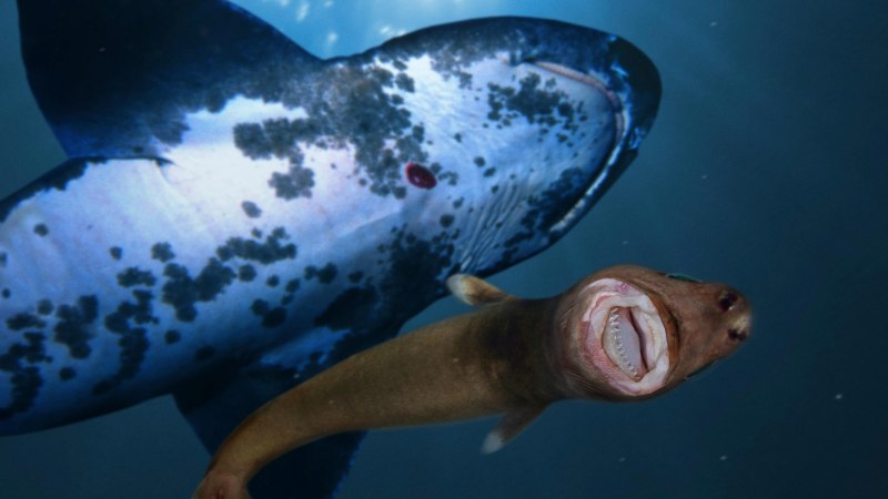 Isistius plutodus