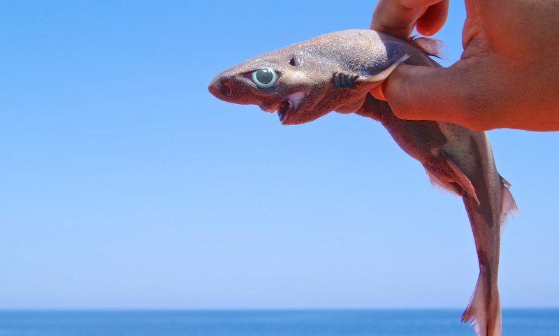 Mustelus Manazo