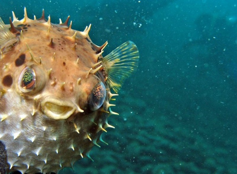 Diodon Holacanthus