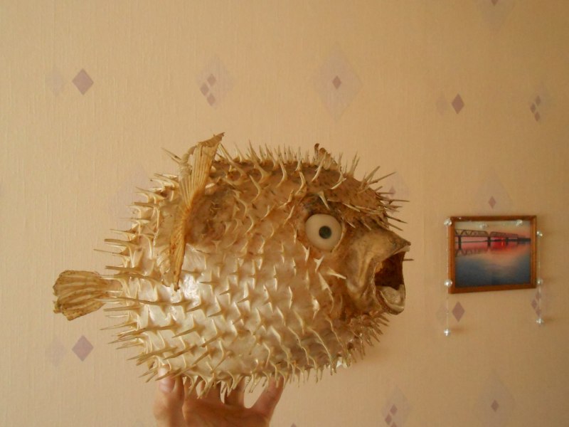 Рыба шар сувенир