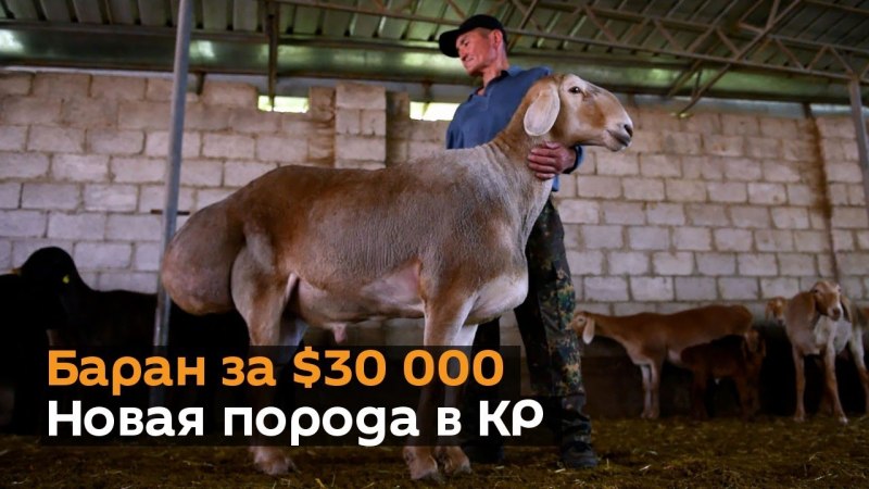 Гиссарская порода овец