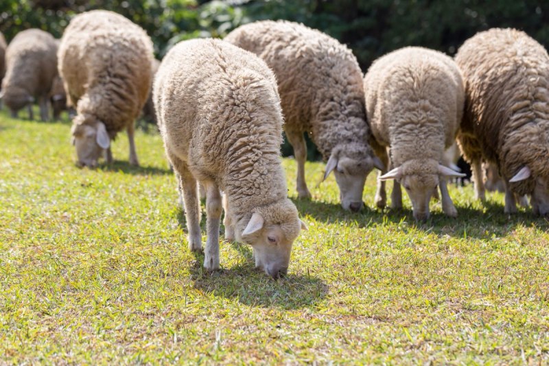 Арашанские овцы (72 фото)