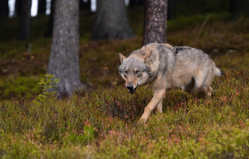 Волк canis Lupus
