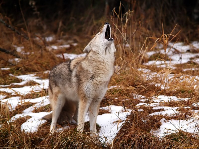 Равнинный волк (66 фото)