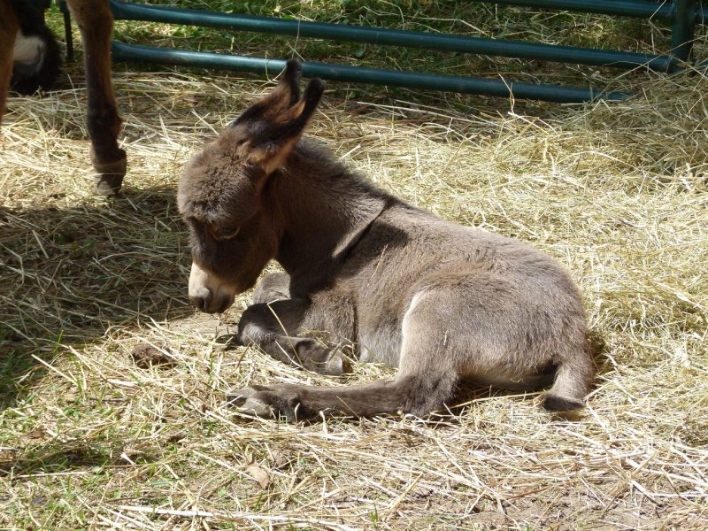 Новорожденный ослик (47 фото)