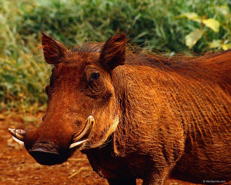 Phacochoerus africanus
