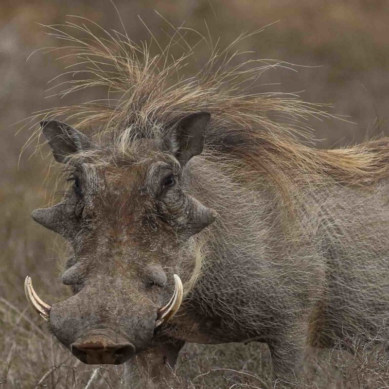 Phacochoerus africanus