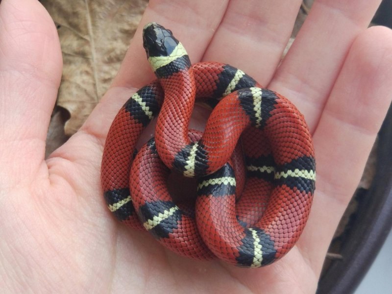 Королевская змея (Lampropeltis)