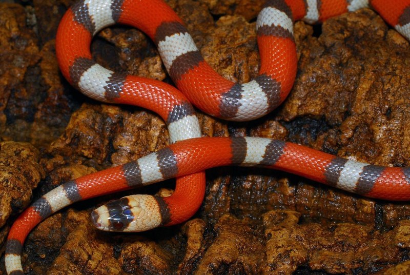 Королевская змея (Lampropeltis)