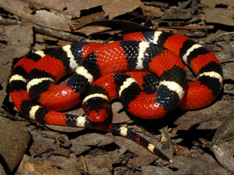 Lampropeltis Triangulum syspila