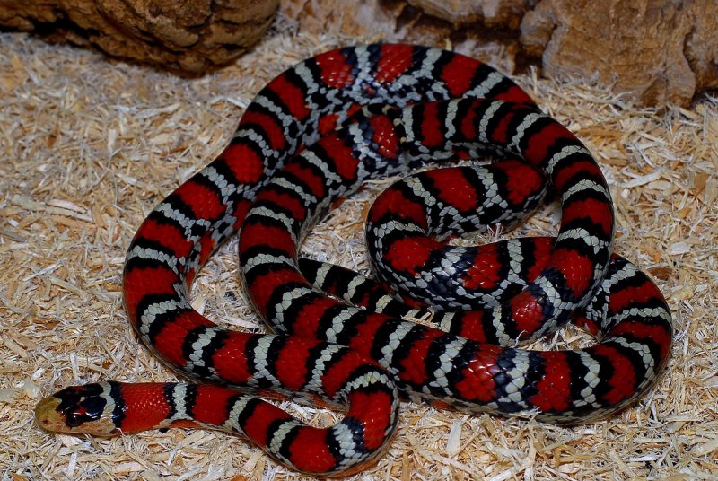 Королевская змея (Lampropeltis)