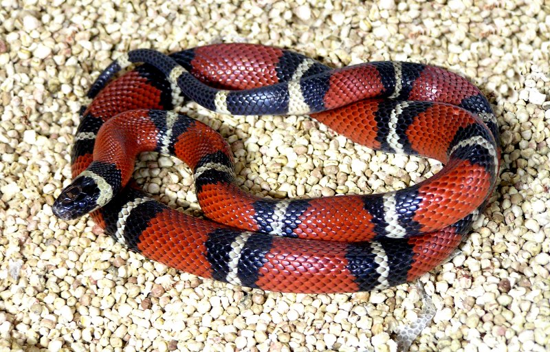 Королевская змея (Lampropeltis)