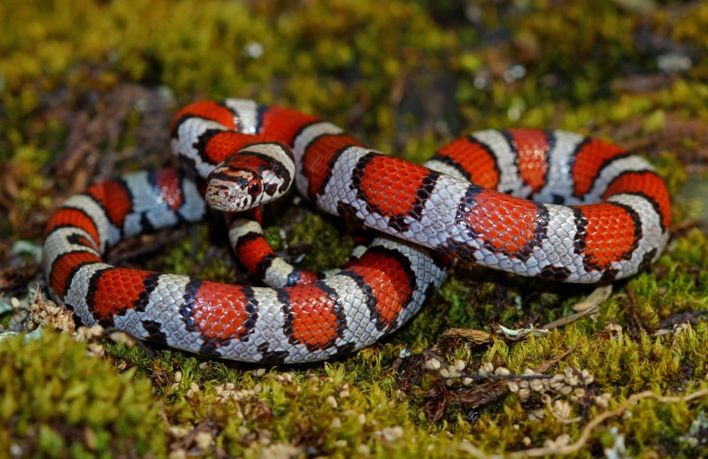 Королевская змея (Lampropeltis)