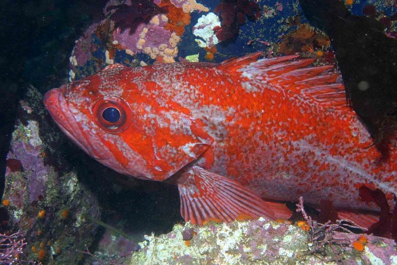 Морской окунь Sebastes Marinus
