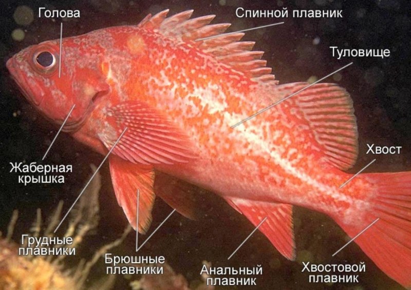 Окунь морской клювач