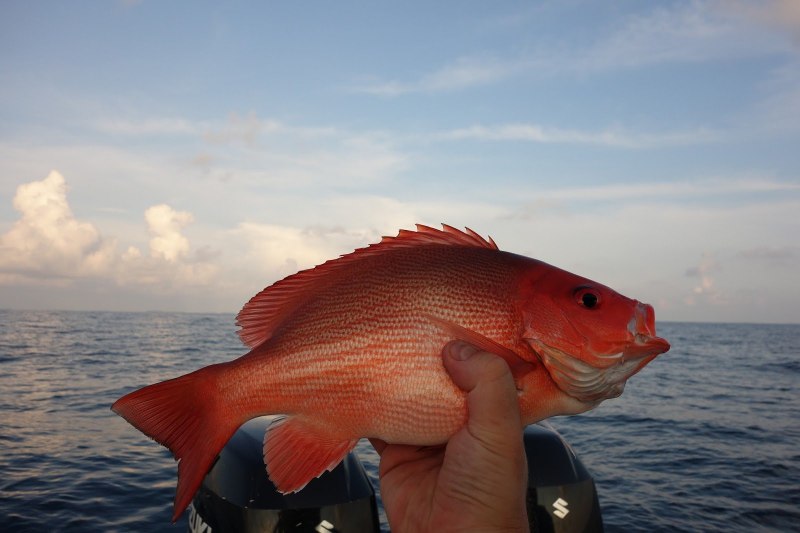Красноперый окунь морской