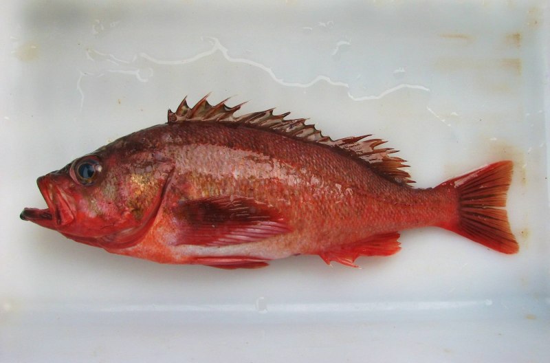 Алеутский морской окунь Sebastes aleutianus