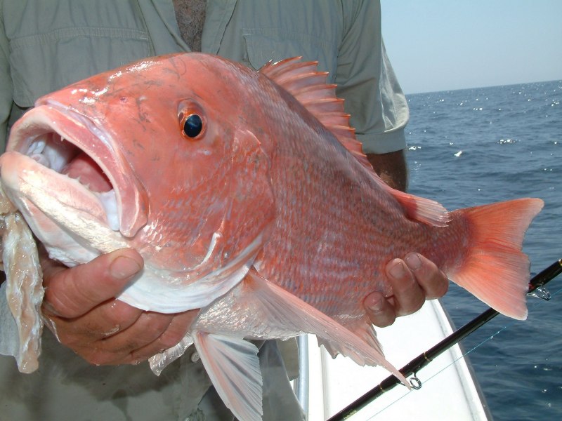 Окунь морской красный