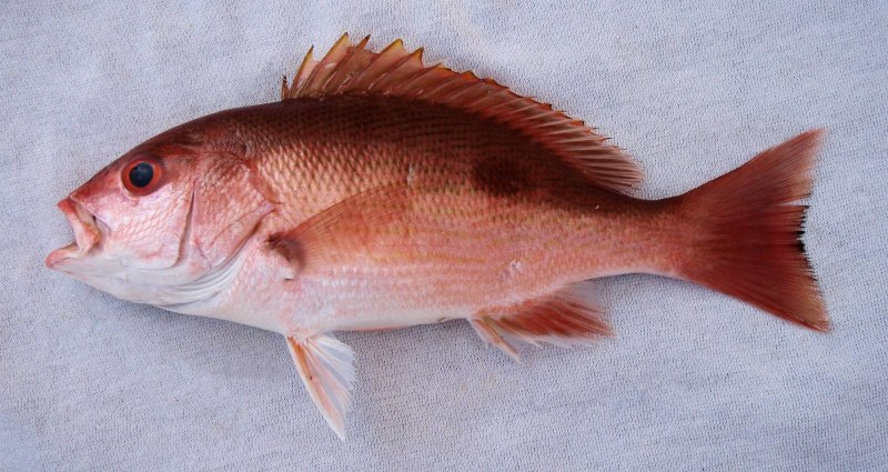 Окунь морской клювач