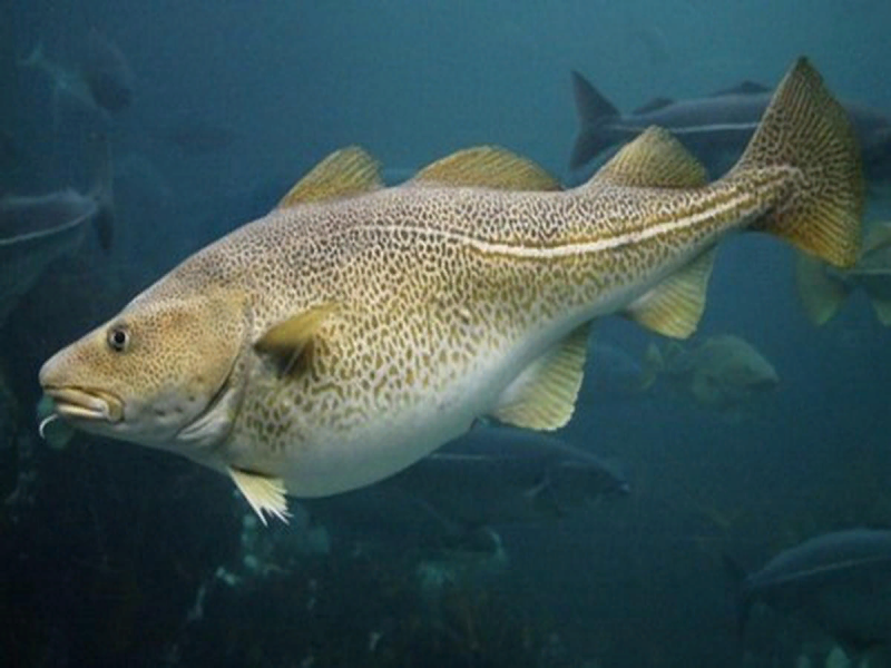 Алеутский морской окунь Sebastes aleutianus
