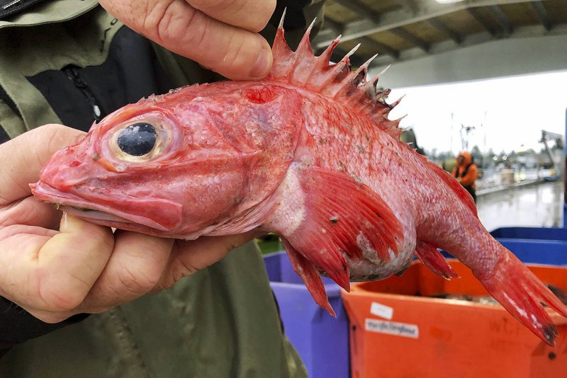 Морской окунь Берекс