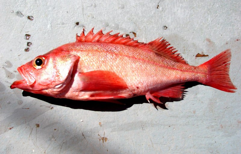 Окунь морской красный