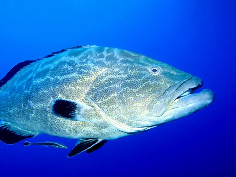 Беринговоморский морской окунь
