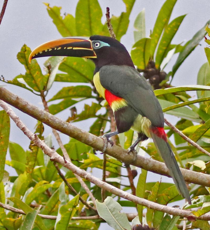 Pteroglossus Azara