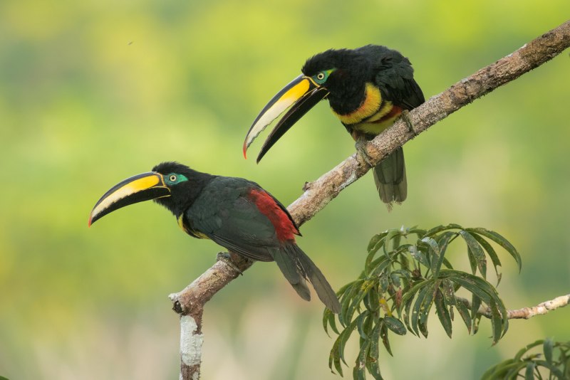 Pteroglossus frantzii
