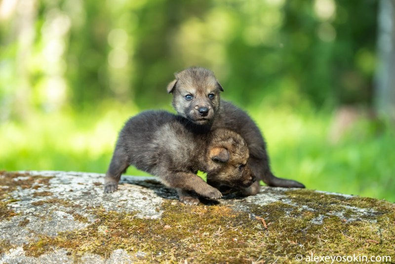 Новорожденный волчонок (65 фото)