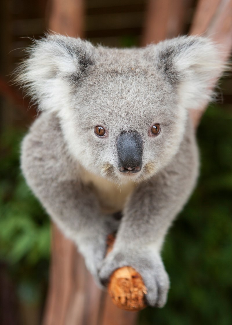 Koala Baby белый