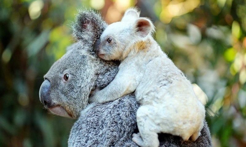 Коала белая коала