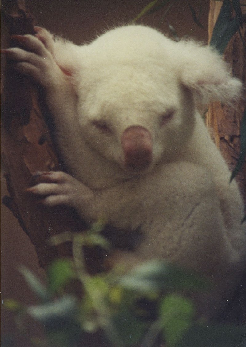 Коала альбинос фото