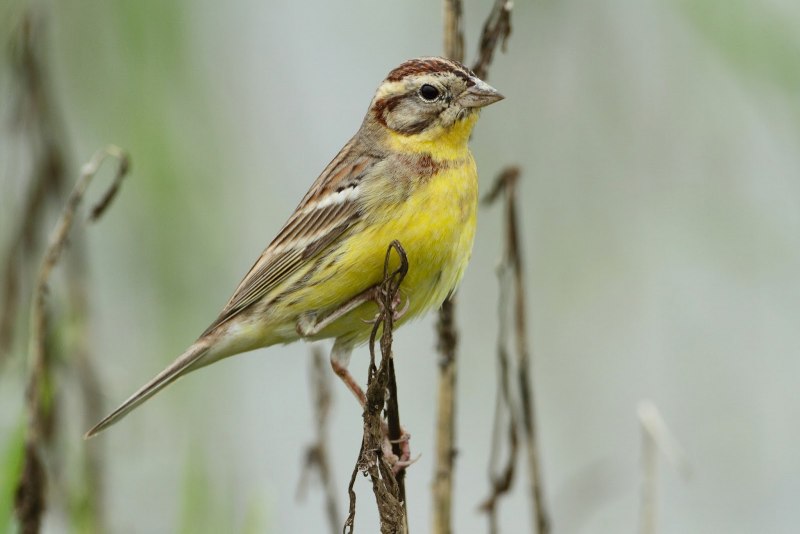 Дубровник (Emberiza aureola)