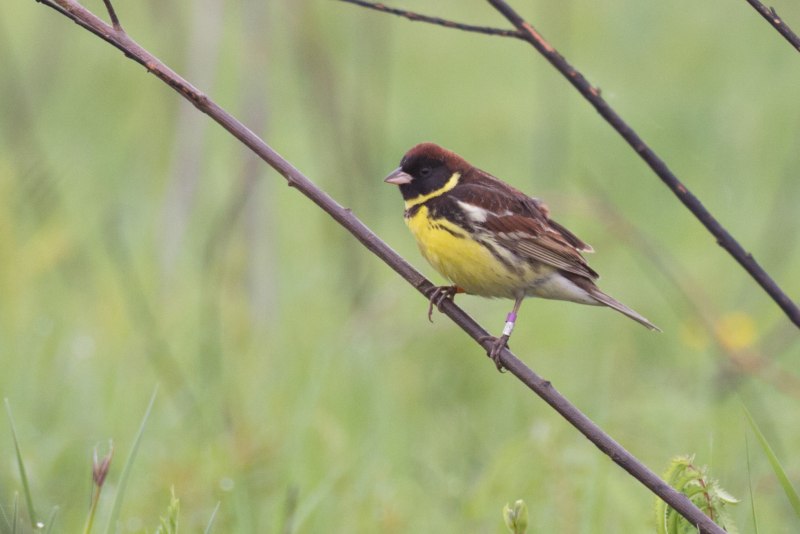 Дубровник (Emberiza aureola)