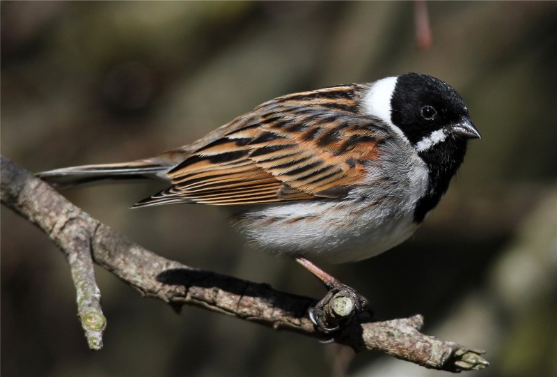Emberiza sulphurata птица