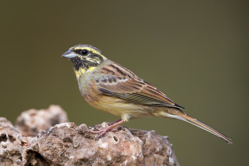 Дубровник (Ocyris Aureolus)