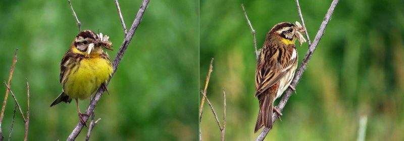 Emberiza schoeniclus марка