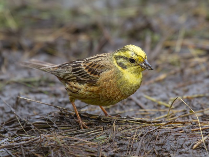 Ареал Ocyris Aureolus