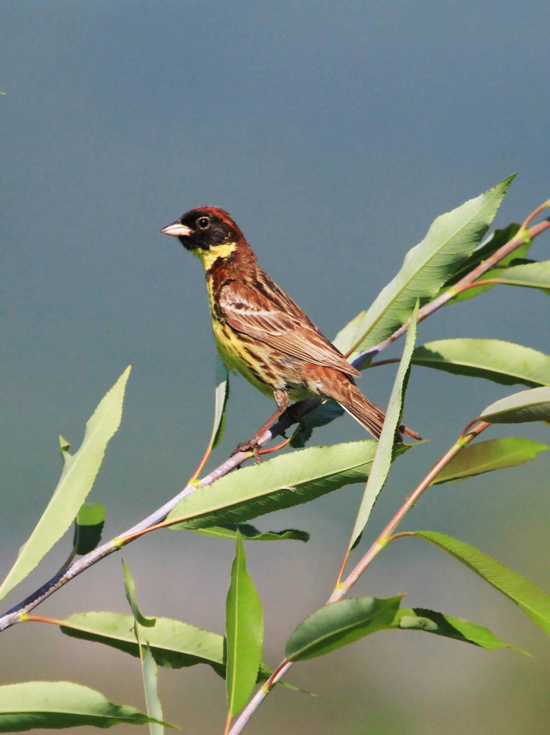 Дубровник — Emberiza aureola голос
