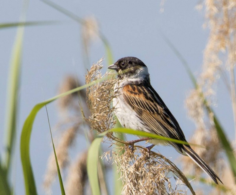 Овсянка желтогорлая (Cristemberiza elegans)