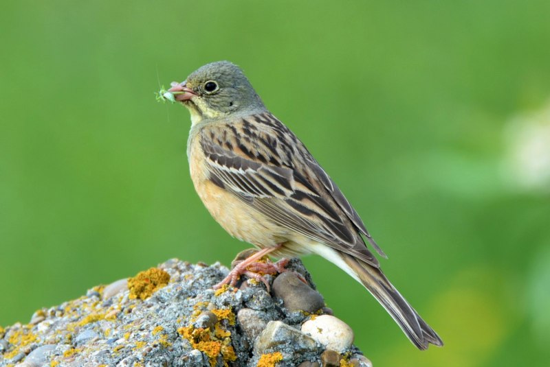 Yellow breasted Bunting