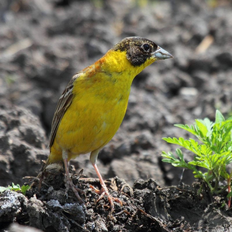 Дубровник (Emberiza aureola)
