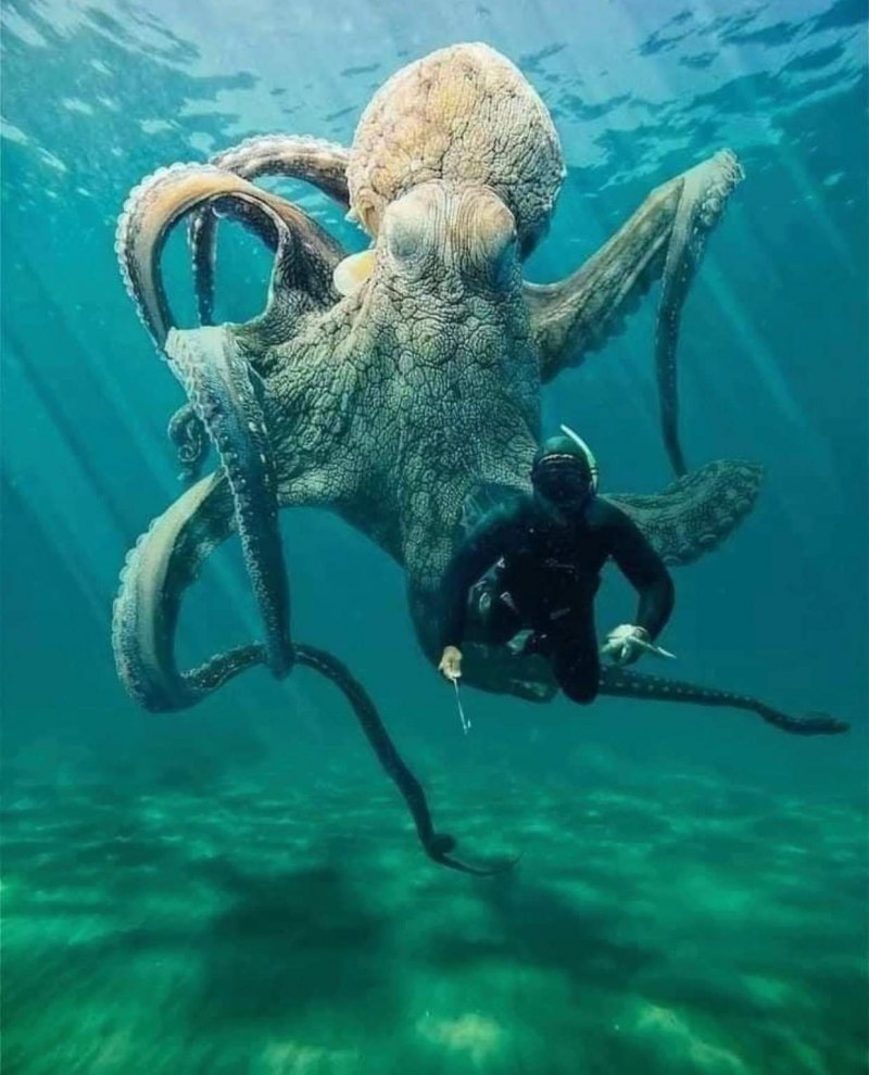 Осьминог Дофлейна