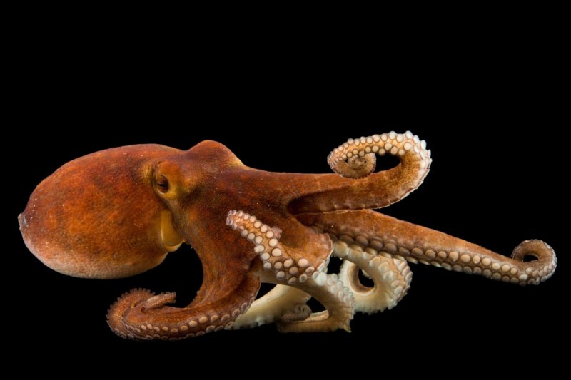 Enteroctopus dofleini