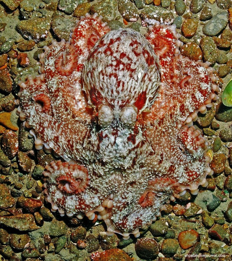 Гигантский осьминог (Enteroctopus dofleini)