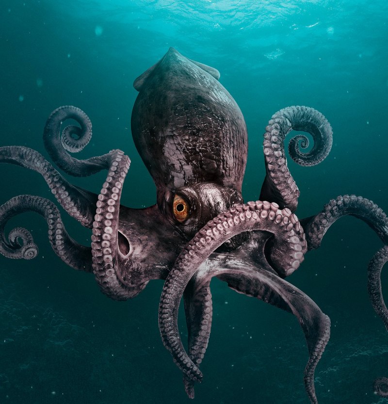 Giant Pacific Octopus
